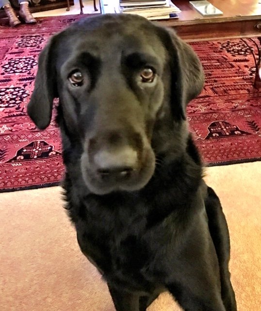 Retail_CEO's tweet photo. My lovely black Labrador has been stolen on Marula lane. Reward for return. https://t.co/icEVVFf8o4