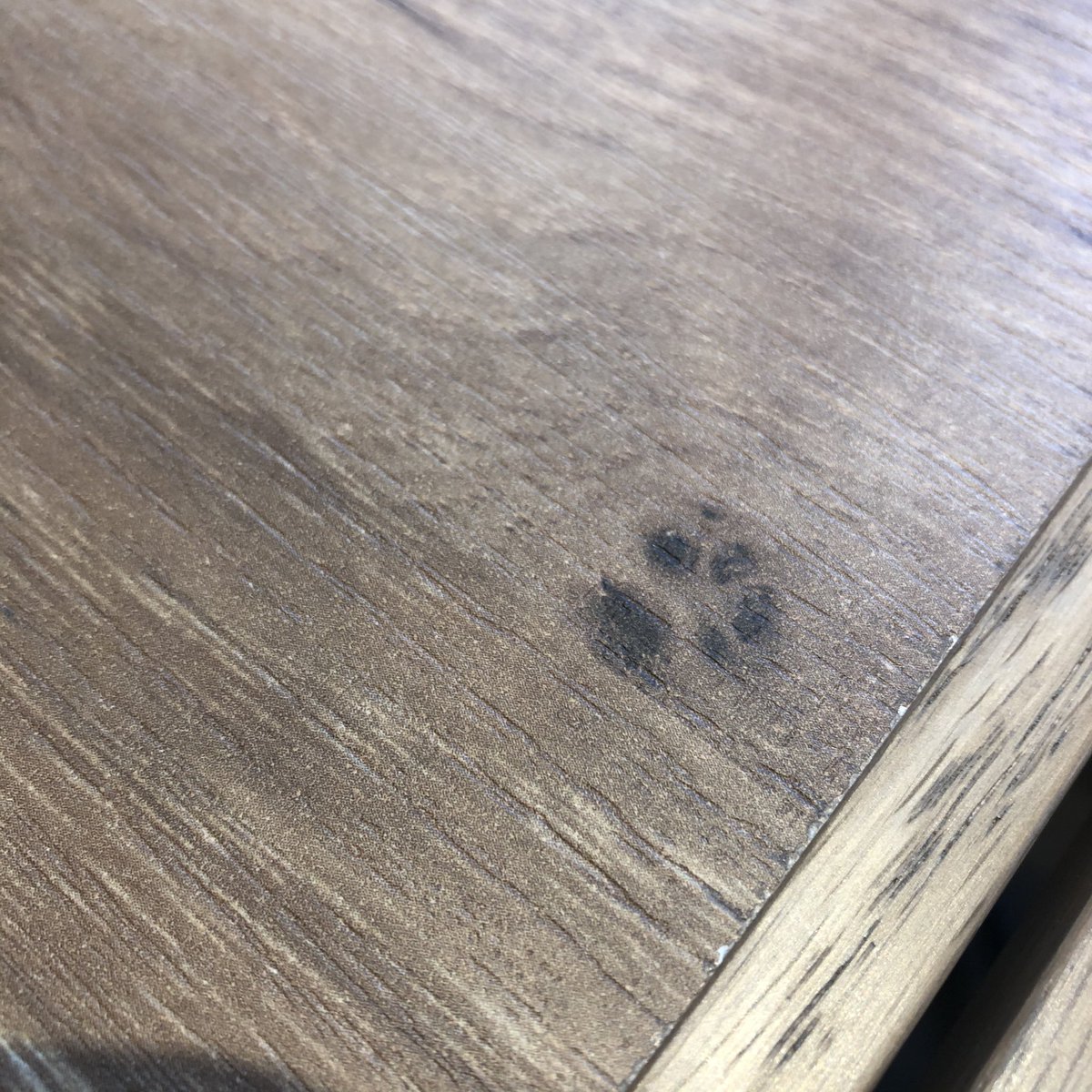 M__m0428's tweet photo. 🐾 https://t.co/Zg4lLIi2UW