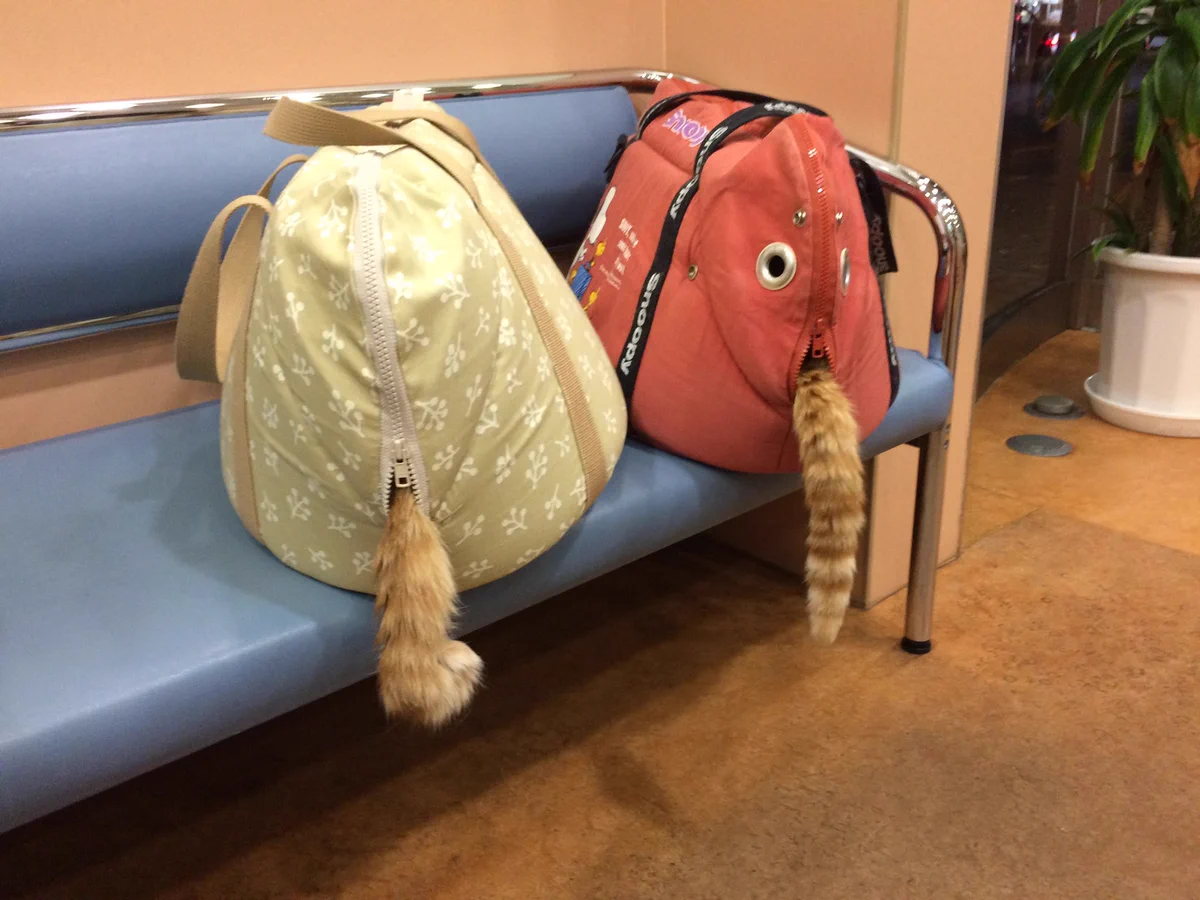 猫ちゃん、頭隠して尻尾隠さずｗｗｗこんな時です。心が和む画像でも見て、癒されて下さい。