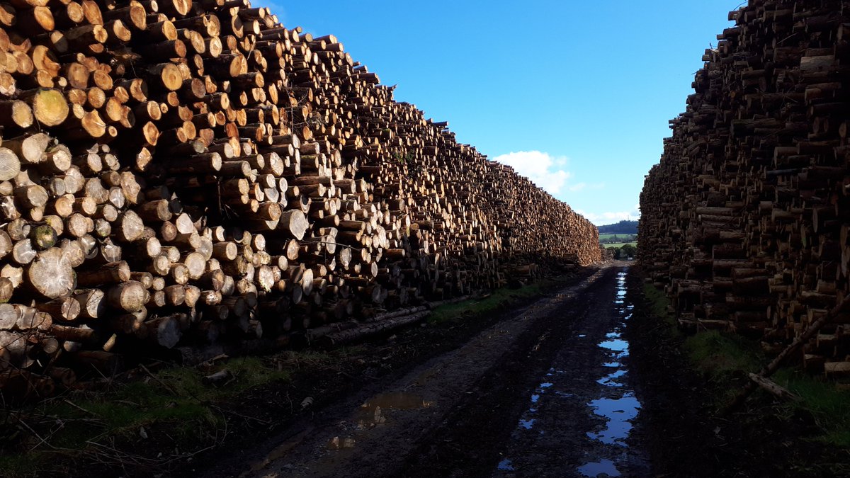 Pictures of our Wexford depot where we have 10,000 tonnes of logs air drying and being processed into WFQA grade wood chip!!

If you need a secure supply of top quality wood chip contact Clearpower any time on 01 462 5000 or info@clearpower.ie

#ClimateAction #GreenEnergy