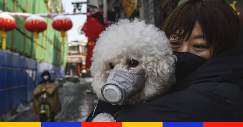 konbininews's tweet photo. Un chien testé positif au coronavirus est en quarantaine à Hong Kong

👉 https://t.co/xe5Gia030E https://t.co/6Gp5wAg8QQ