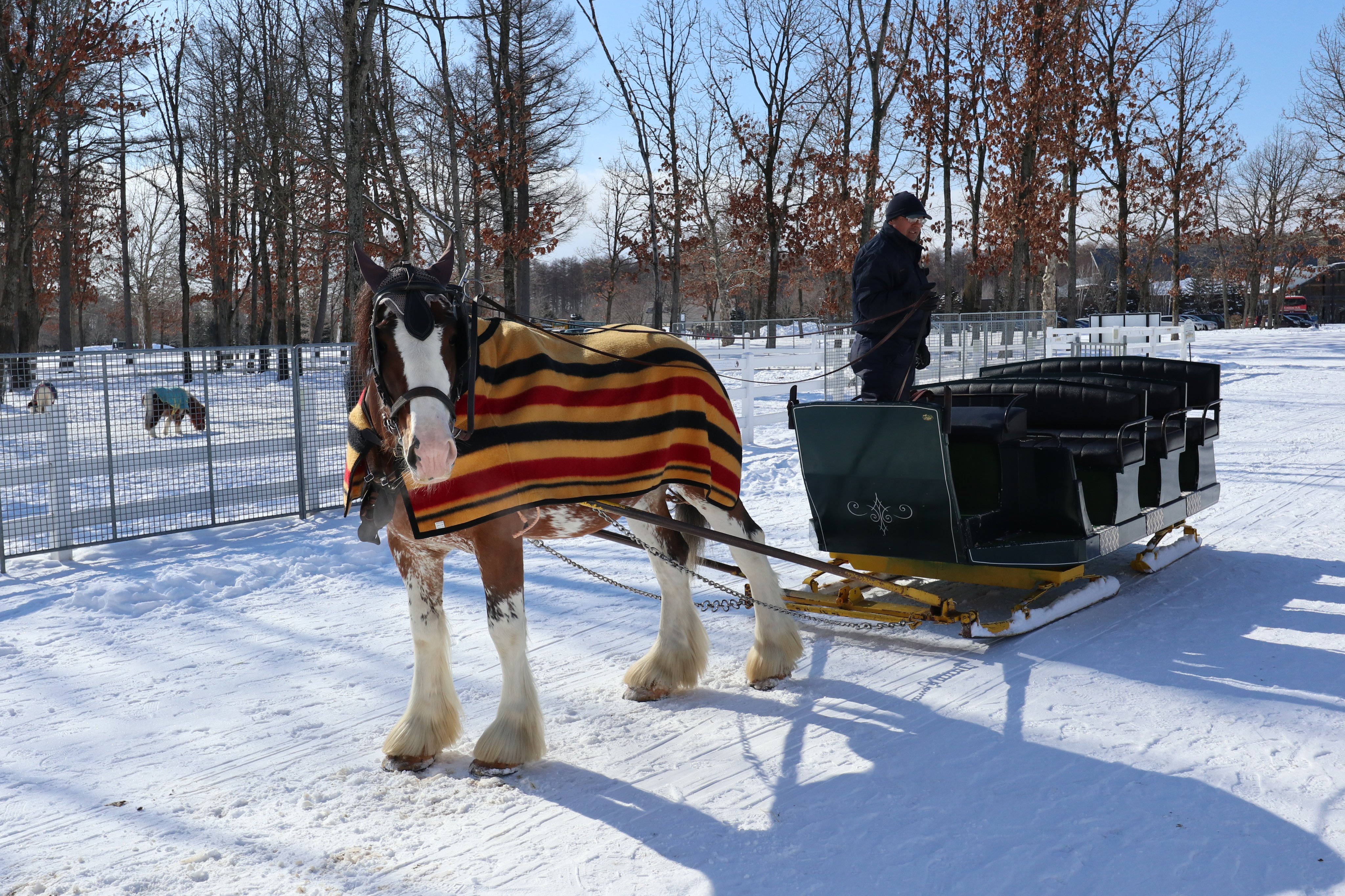 馬そり Twitter Search Twitter