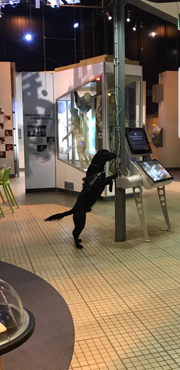 BTPDogs's tweet photo. Happy Birthday to PD Buddy who is 2 today 🎂 He gets to spend the day doing what he loves the most, Searching! 🥎🐕 #birthdaycake #treats #springerdor #birthdayboy https://t.co/l6PNIBxTug