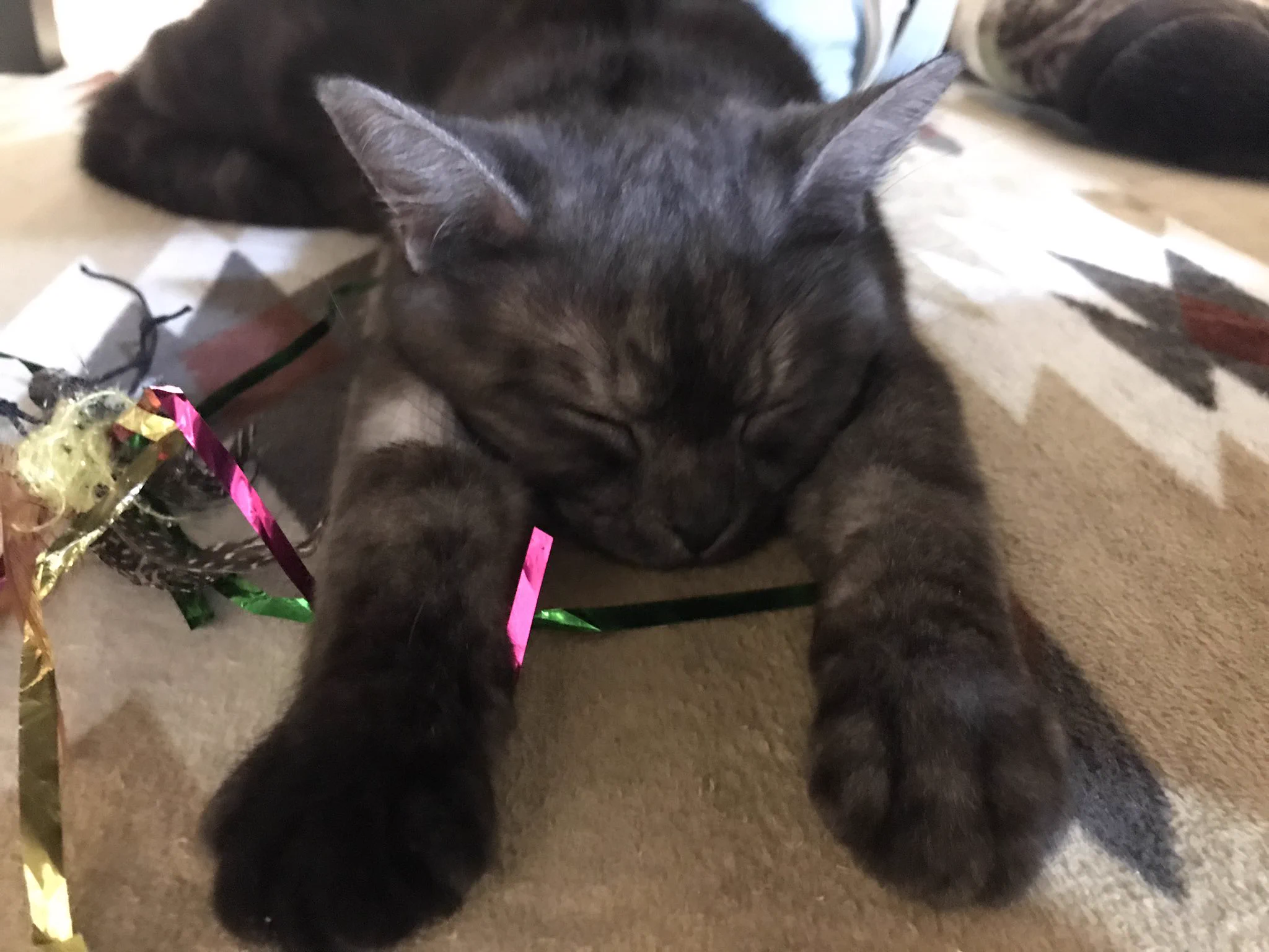 @hidekiccan 我が家の猫様も！ 