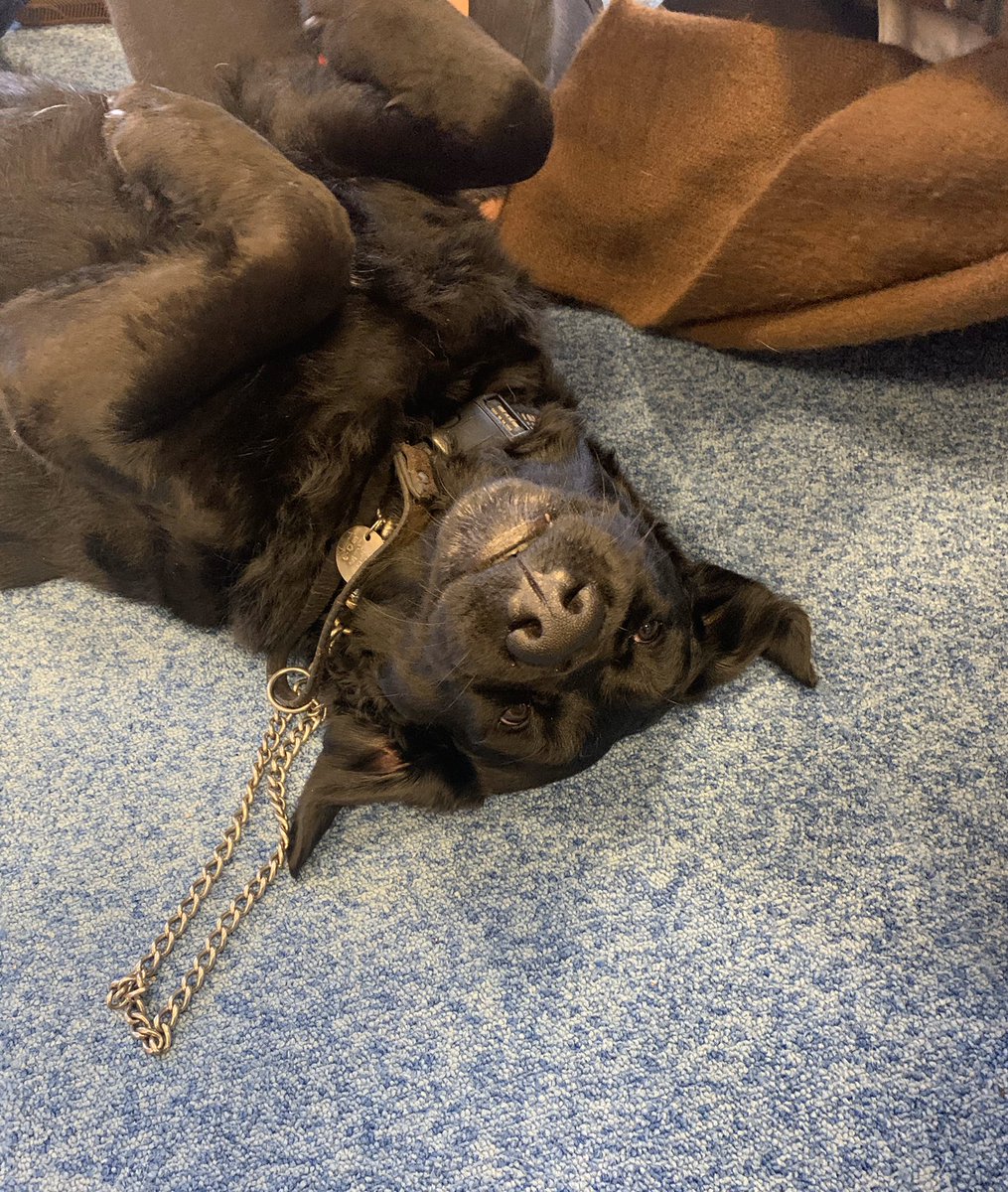 evo_careers's tweet photo. Cuteness overload 😍🐶

Thank you to @guidedogs for coming in to see us. We absolutely loved meeting the dogs and learning more about the amazing work you do! 

To donate to this fantastic cause, visit: https://t.co/NmScgjRnFM

#FridayFeeling #guidedog #dog https://t.co/tcsUNW5VM7