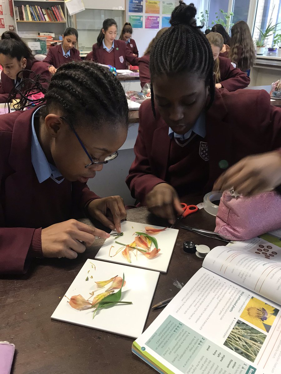 WGSGScience's tweet photo. Student in 7C carrying out a flower dissection to investigate reproduction in plants. They are using their devices to photograph the parts and create a poster #activate #science #ks3 #activelearning https://t.co/1mYrOWmJ1E