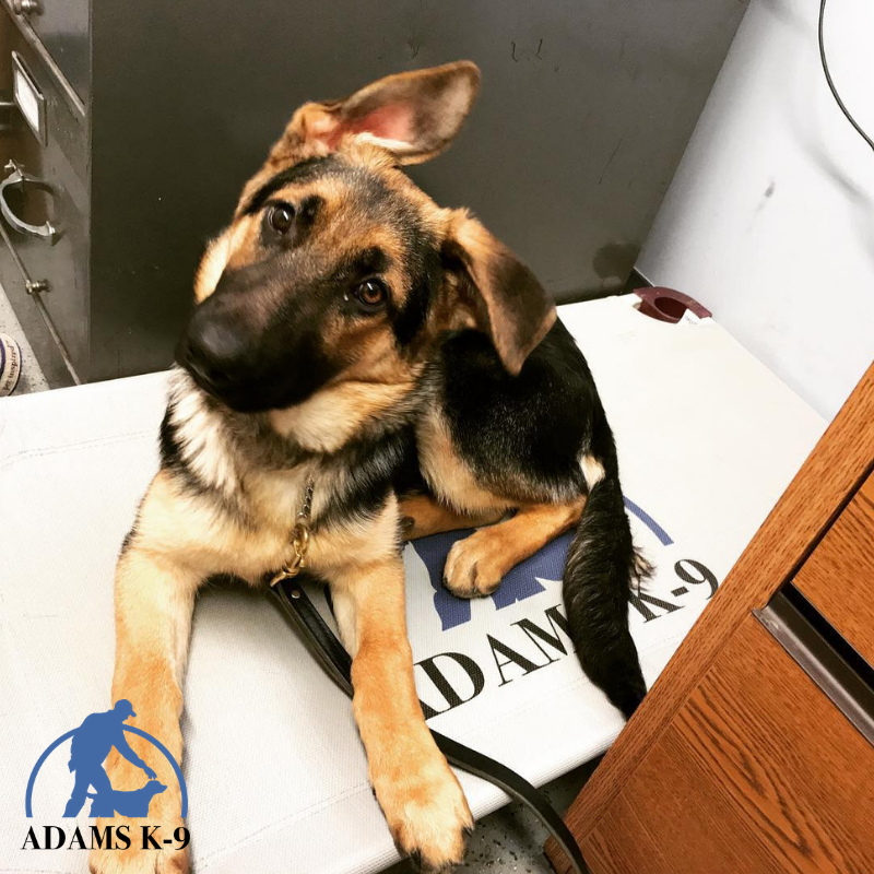 AdamsK9LLC's tweet photo. One thing is true; dog bites are not acceptable.

Here's what to do...

Training Guide for Reactive Dogs | Adams K-9 Dog Training &amp; Kennel https://t.co/StN9bbP9cb https://t.co/iKAfUfzIM1