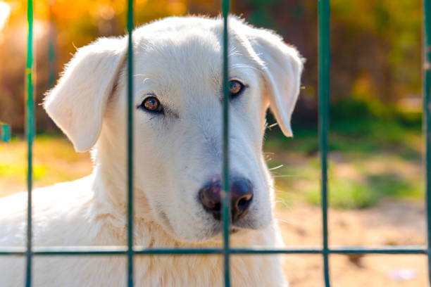 AnchorsKennel's tweet photo. At Anchors Kennel, large breeds of dogs &amp; cats are welcome. We provide boarding, grooming &amp; training and even offer a pet taxi for pick-up &amp; drop-off, to and from home. Find out more about all of our services by clicking here: https://t.co/F8QkfI56kv https://t.co/FbX2kM6cZn
