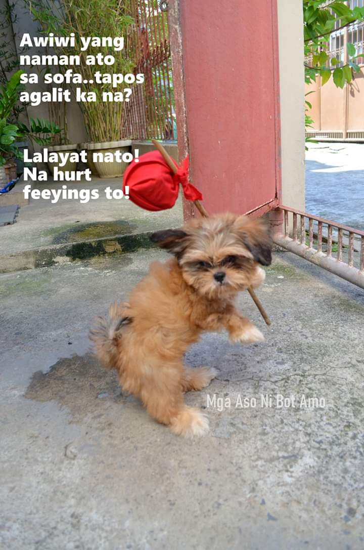 000Brooklyn's tweet photo. I keep seeing these kind of memes on FB 😁😝. So cute.
#BotAmo
#MiBibi https://t.co/KyB6s0Z0jl
