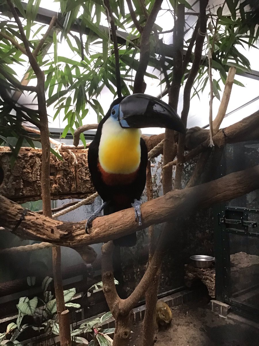 MoulsfordPP's tweet photo. Bobcats have thoroughly enjoyed their trip to the Living Rainforest today. We were very surprised to learn that chocolate and avocados comes from the rain forests.๐ธ๐ฆ๐๐๐ฆ ๐ฅ๐ซ#livingrainforest #mpsfun #activelearning https://t.co/JmgOOFd2mR