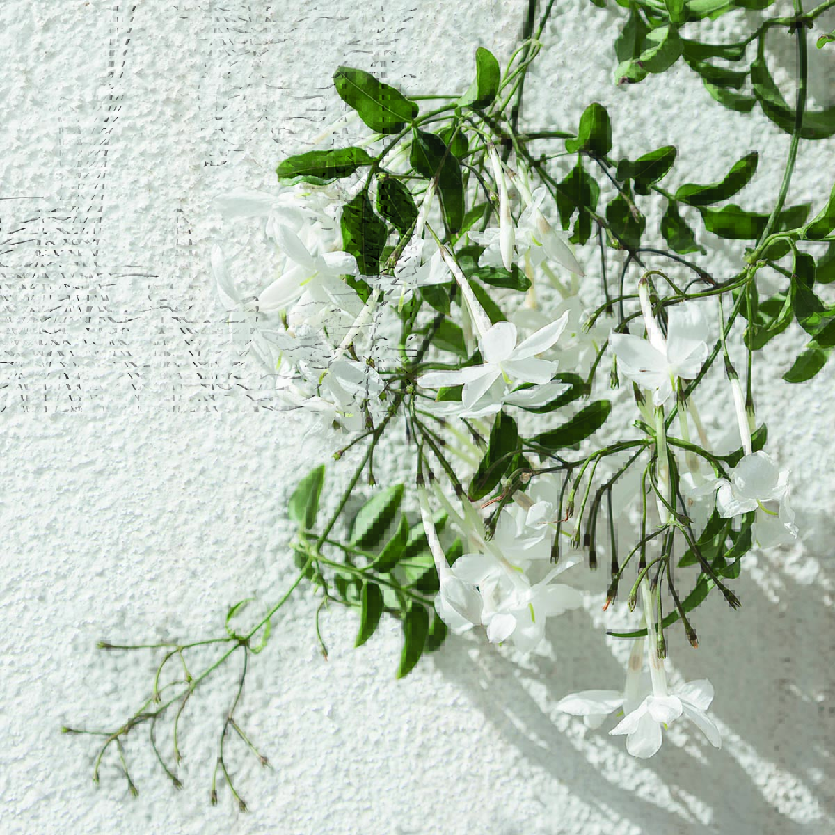 Andreu World tweet media