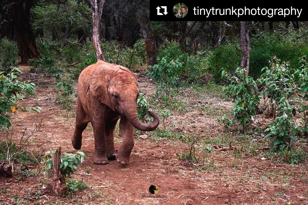 dswtparents's tweet photo. It’s the relentless efforts, love and support of the Keepers  @sheldricktrust  to ensure a smooth journey of these little ones into independence and living wild and free in the future.  📷[IG]@ tinytrunkphotography #sheldricktrust #swt #dswt #babyelephants #kenya #nairobi https://t.co/28ghCeL8WA