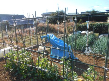 うさ 2 6 アブラムシにミカンの皮でしたっけ 取り溜めた ミカンの皮 を ソラマメ に撒きました アブラムシ は花芽につくから なるべく花芽にかけるようにしました この日 アブラムシ対策で鳥よけキラキラ 水入りペットボトルもしましたが ミカンの