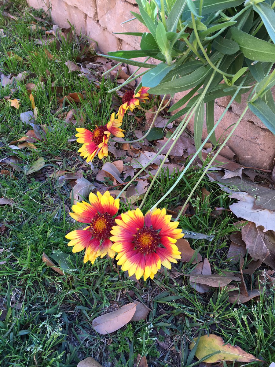 Meredith Boudreaux tweet media