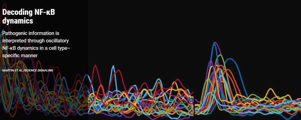 Science Signaling (@scisignal) on Twitter photo The Sung Lab leverages #singlecellimaging to decrypt how immune and nonimmune cells interpret #NFkB dynamics to respond to pathogen-derived stimuli. <a href="/NIAIDNews/">NIAID News</a> fcld.ly/j9t4kmg The Sung Lab leverages #singlecellimaging to decrypt how immune and nonimmune cells interpret #NFkB dynamics to respond to pathogen-derived stimuli. <a href="/NIAIDNews/">NIAID News</a> fcld.ly/j9t4kmg
