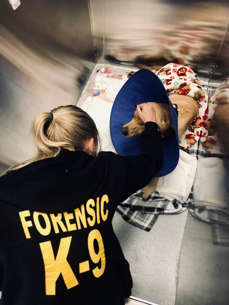 PascoSheriff's tweet photo. On 2/27, K9 Phi was bitten by a water moccasin snake in the Everglades, while assisting the FBI with the continued search for missing baby Andrew. Phi is on his way home, where they will continue to monitor his condition. He is expected to make a full recovery in a few weeks! https://t.co/a36lrWhp0s
