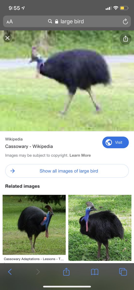INThunderbolt's tweet photo. Our bird is on the loose‼️‼️ Please help us! @DallasLonestarz https://t.co/8ebgWmbwCL