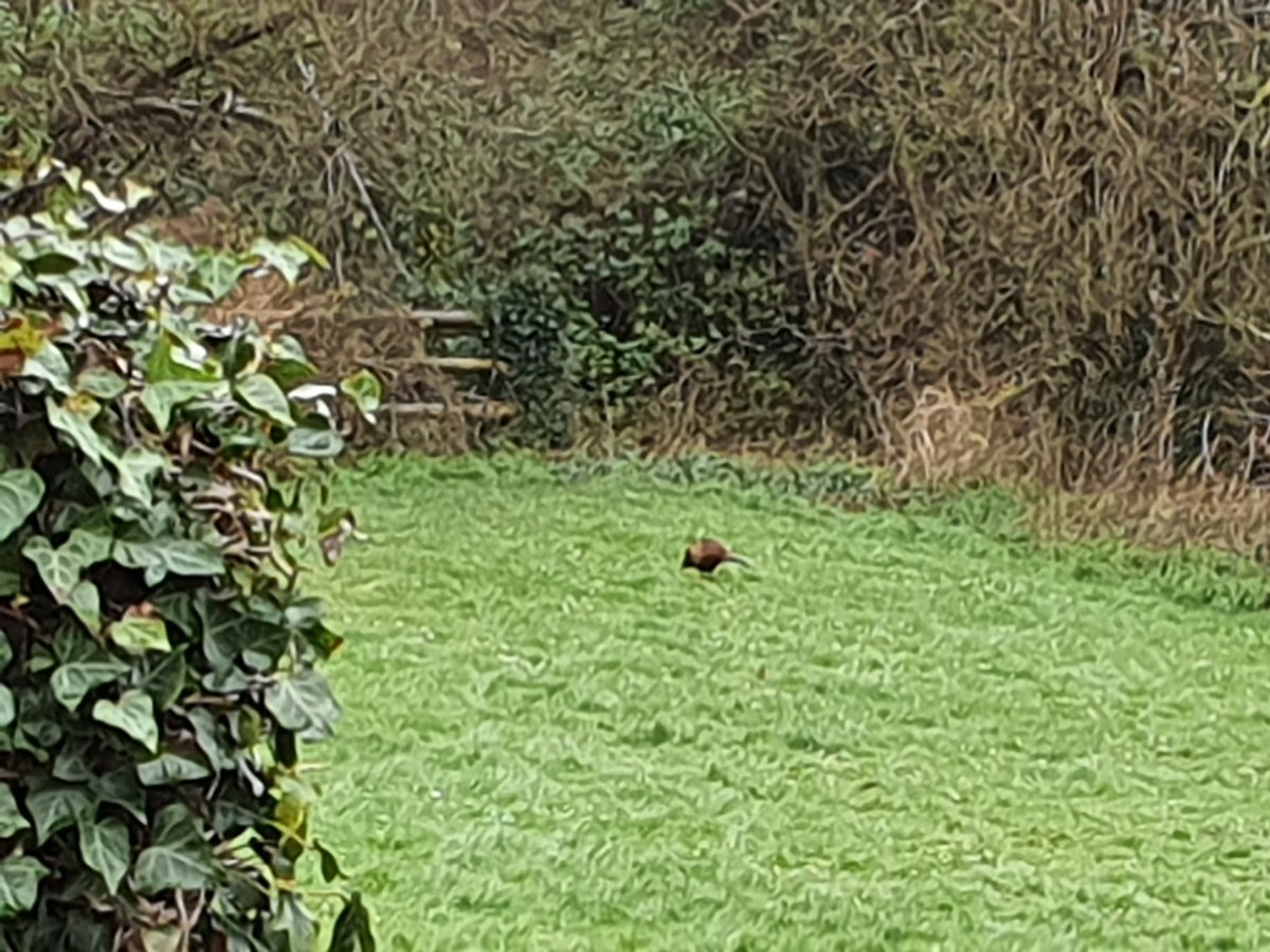 Bit of a wet afternoon here in #Somerset