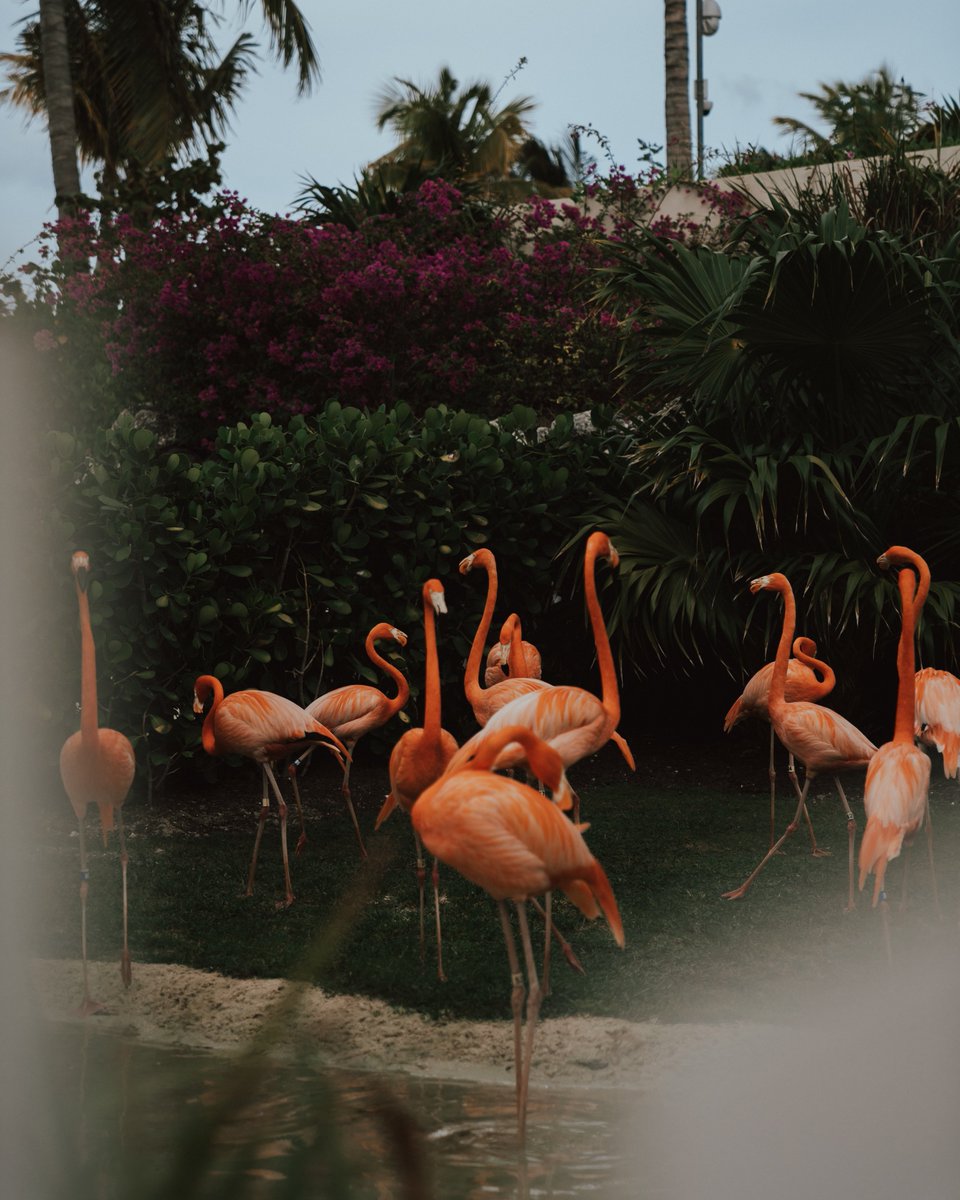 HYPErichmond's tweet photo. Don’t forget to Flamin-GO to HYPE’s March Happy Hour at Pink Flamingo this coming Tuesday, March 3. 🦩🏃🏾‍♀️🏃🏼Come and enjoy great food and delicious drinks! See you there!

Register here: https://t.co/7nq6asV8UM https://t.co/fiURzrTXwQ