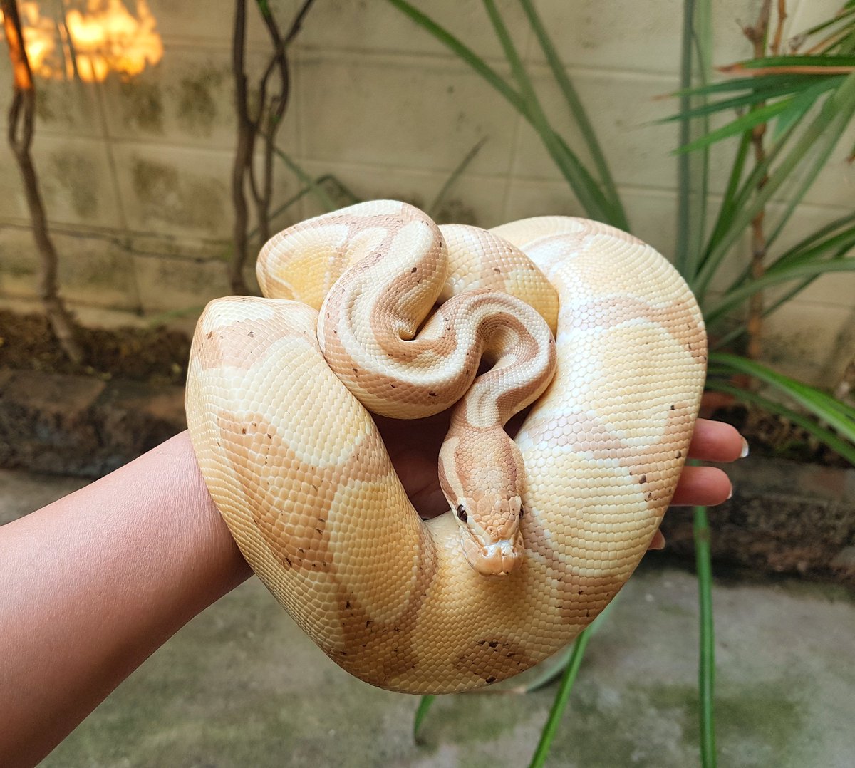 DuangduenL's tweet photo. น้องโรตี 🐍
#mysnake #snake #lovelyanimals #ballphyton #love #ilovesnakes #งู #บอลไพธอน #สัตว์เลี้ยง #น่ารัก https://t.co/ol9ItFGUZP