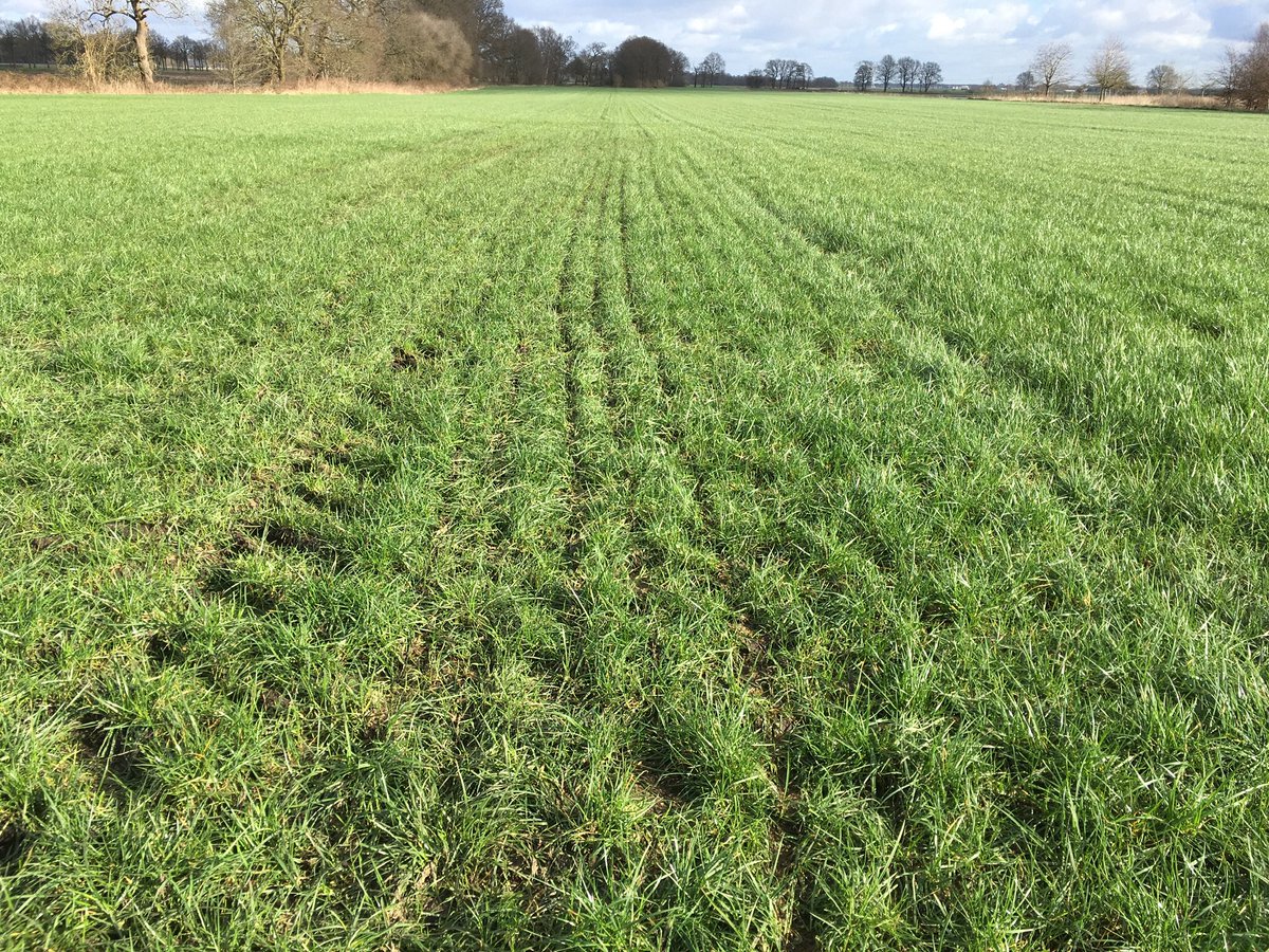 Chris Zeevenhooven tweet media