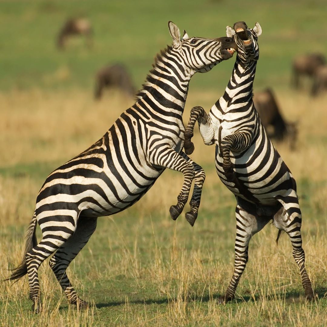 utopia_luxury's tweet photo. Life is either a daring adventure or nothing. 🤯
Here is some life 🥂🥂🥂

https://t.co/ciLPNCz2G2

#beutiful #life #sustainability #sustainabletourisminpak #Kenya #EuropetoAfrica https://t.co/vI9tH3LYrz