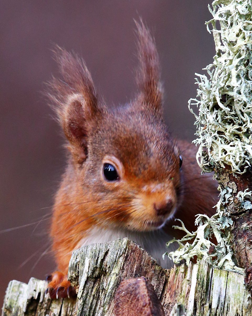 rsquirrelstrust's tweet photo. And to our fourth and last finalist #redsquirrel image for our #photocompetition. A beautiful shot taken by Bob Batey in July 2018 at the Pow Hill Country Park #getliking https://t.co/zLWGUbNHCi