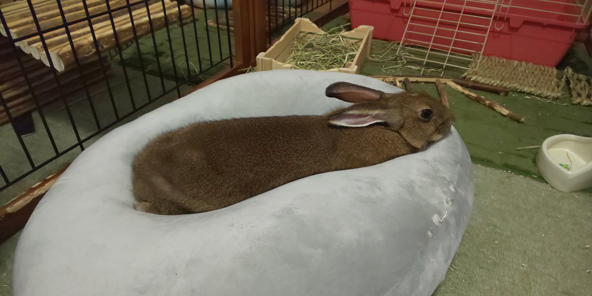 霞くらげ Verne 0225 野うさぎは飼えないんですね というか見た事ない じゃあこの子はベルンさんの家に迷い込んで幸運でしたね ちゃんと面倒見て家族になってるの素敵だなぁと思います うちもふもふ欲しくなります Twitter