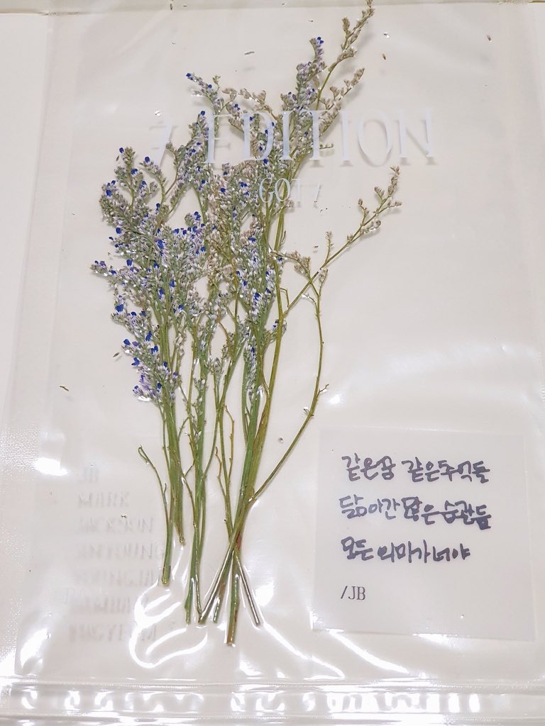 Jaebeom S 7 Edition Flower Is Called Limonium Misty Blue Sea Lavender T Co Cqzigmgb6f