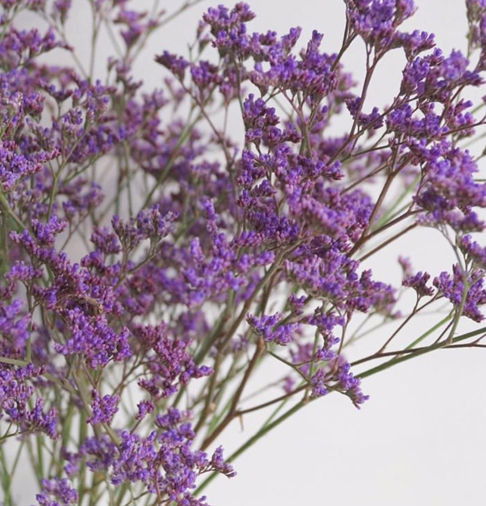 Jaebeom S 7 Edition Flower Is Called Limonium Misty Blue Sea Lavender T Co Cqzigmgb6f