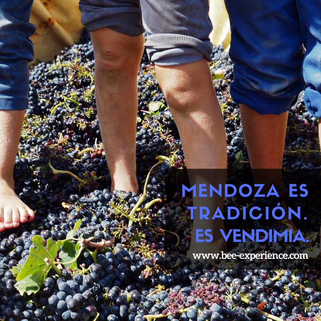 ¡Viví la vendimia 🍇 como un auténtico mendocino 🍷 de la mano de Bee! 🐝