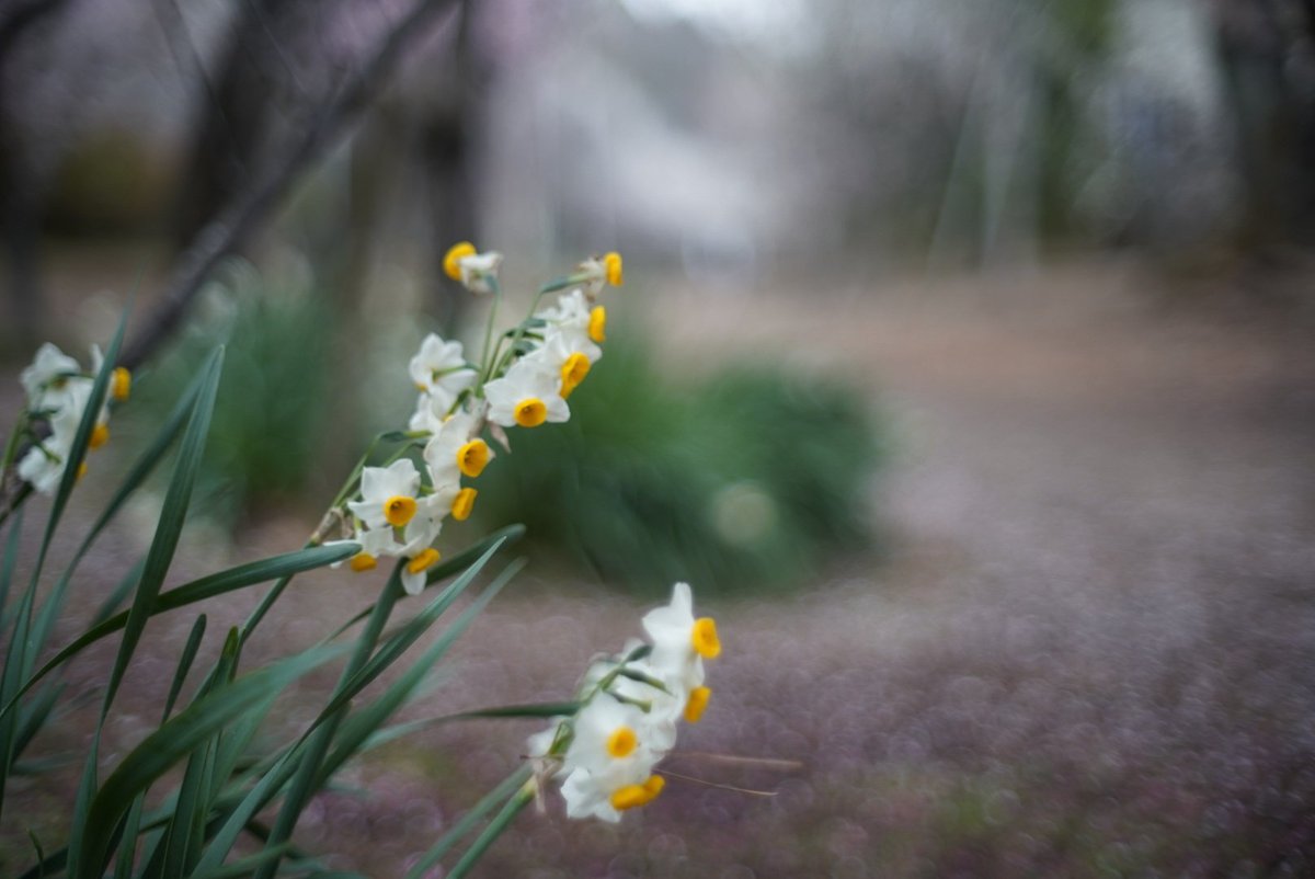 kiki0808kiki008's tweet photo. #オールドレンズ
#oldlens
#konicahexanon https://t.co/YxtmxYOSTy