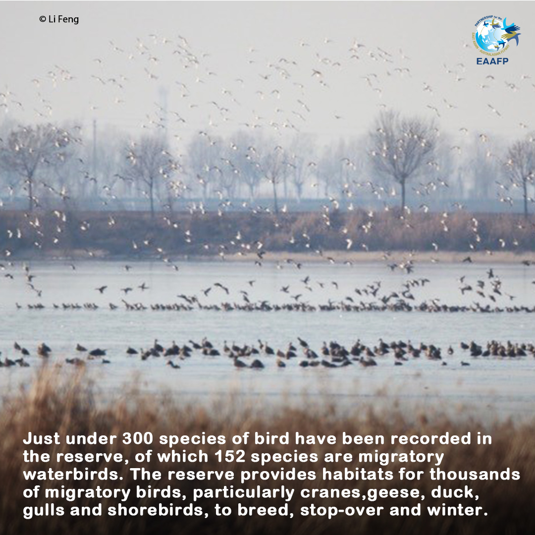 EAAFP's tweet photo. #FridayNetworkSite ➡️ Hengshui Lake National Nature Reserve [EAAF085]. Since the launch of  @Baers_TaskForce in 2015, international collaboration of conservation work for the #CriticallyEndangered #Baer'sPochard was actively implemented.
Read more ➡️  https://t.co/PWxuFF6Q4i https://t.co/8l6zNtHdG6