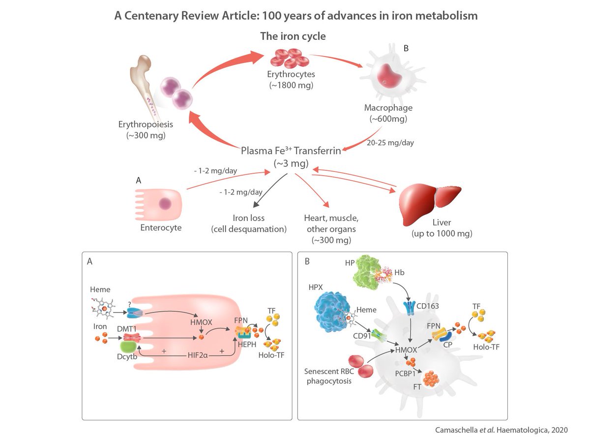 HEM ONC INCMNSZ (@HemOncINCMNSZ) | Twitter