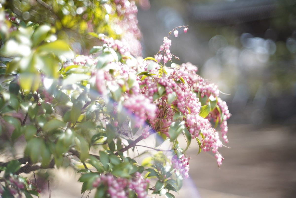 kiki0808kiki008's tweet photo. #オールドレンズ
#oldlens
#konicahexanon https://t.co/YxtmxYOSTy