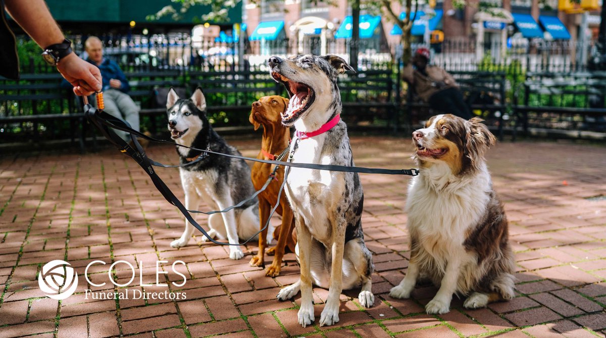 ColesFuneral's tweet image. Wag this way 🐶 On the 29th of March our Charity Partners @CityHospice will be hosting a charity dog walk in Bute Park, sponsored by @metro_Bank, to help raise awareness and vital funds for the hospice and all the brilliant work they do. #CardiffCommunity