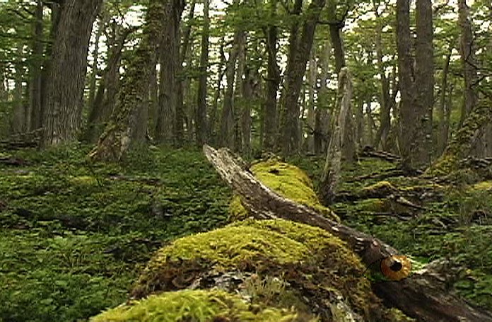 ftoloza's tweet image. 🍀🍀🍀
👉Reserva Nacional Laguna Parrillar
Región de Magallanes.

#ttot #Trekking #Viajes #TravelBlogger #travel #travelbloggers #ColoresDeChile