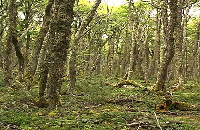 ftoloza's tweet image. 🍀🍀🍀
👉Reserva Nacional Laguna Parrillar
Región de Magallanes.

#ttot #Trekking #Viajes #TravelBlogger #travel #travelbloggers #ColoresDeChile