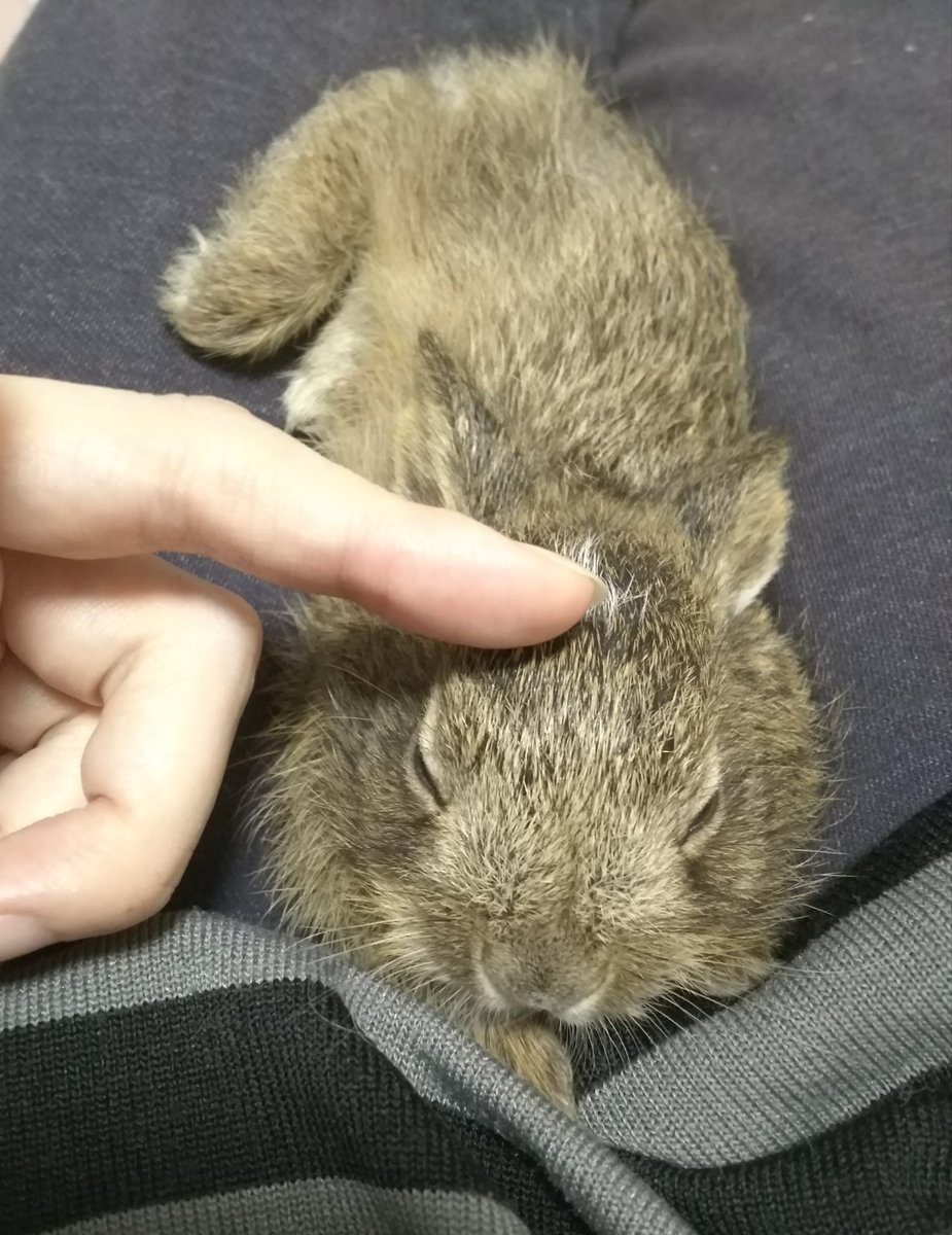 霞くらげ Twitter પર すごい 赤ちゃん野うさぎから そこから育てられるんですね えら くーのすけちゃんめっちゃフサフサで気持ちよさそうです かわいい 霞くらげ Twitter પર すごい 赤ちゃん野うさぎから そこから育てられるんですね えら くーのすけちゃんめっちゃフサフサで気持ちよさそうです かわいい