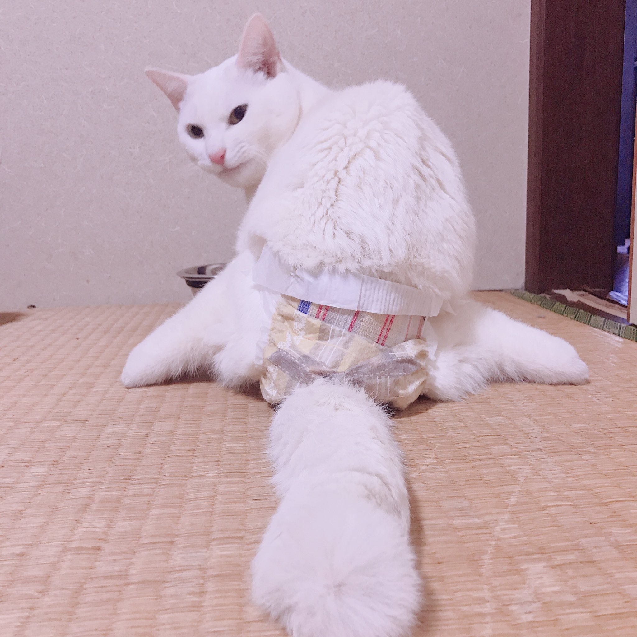 しっぽ太い Twitter Search Twitter