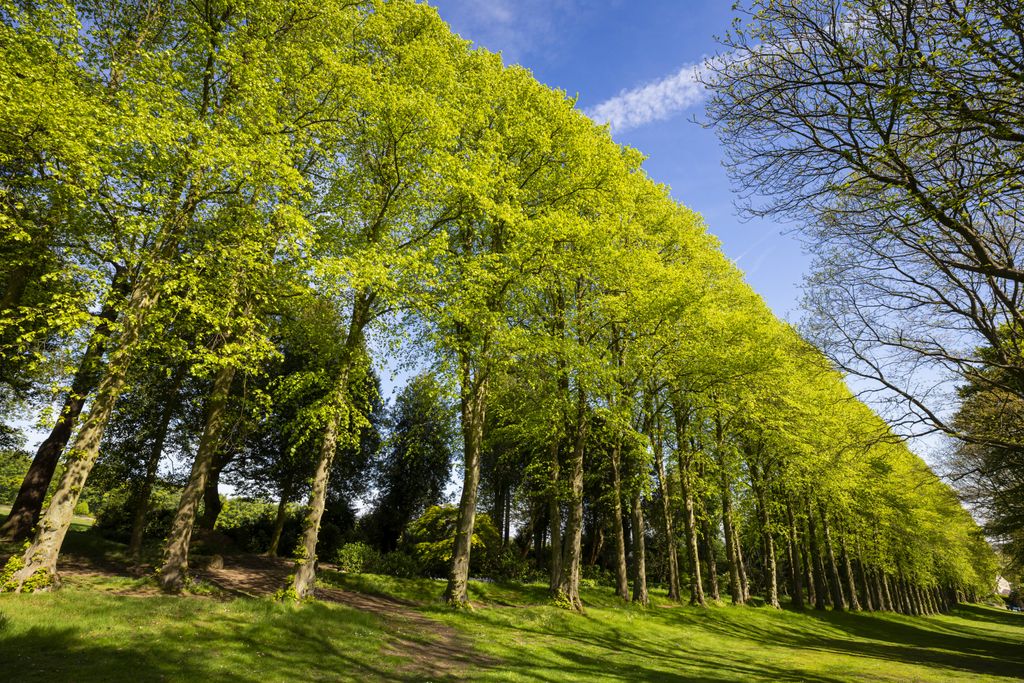 Wentworth Castle Gardens is one of Yorkshire’s little known secrets. #63 acres of formal gardens, 500 acres of parkland and 26 listed buildings and monuments. Our guides share their #favouriteplaces in the UK. bit.ly/3aVl3NI <a href="/VisitBritain/">VisitBritain 🇬🇧</a> <a href="/YorkshireGuides/">YorkshiresBestGuides</a> <a href="/nationaltrust/">National Trust</a>