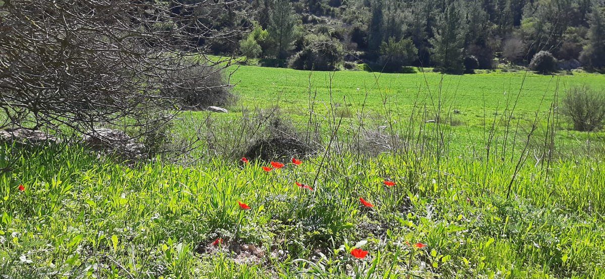 MoriahEllen's tweet photo. Awesome hike with my husband in the Judean hills. Gorgeous weather. Gorgeous view. Amazing not to be in front of my computer. #Israel #relaxation #WorkLifeBalance #itstimetoretire https://t.co/hRX0q4ljE1