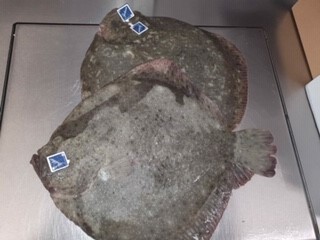 SPANISH 2KG+ TURBOT

This weeks fantastic fish for your weekend specials, is out amazing Spanish Turbot 
 Call Sailbrand now on 01484 548975 to get your hands on this Stunning Turbot..
#spanishfish #turbot #filletsorwhole #freshisbest #sailbrandltd #callusnow #cheflife #chefporn