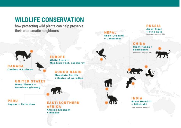 WWFCEE's tweet photo. Job Opportunity: Sustainable Trade Programme Officer will primarily be responsible for the implementation of a portfolio of TRAFFIC projects relating to the use of and trade in wild plants. https://t.co/KyTUlpuo4U
#jobs #careers #wildlifecrime #fairwild #TRAFFIC #WWFCEE https://t.co/HP8R1PCtWj