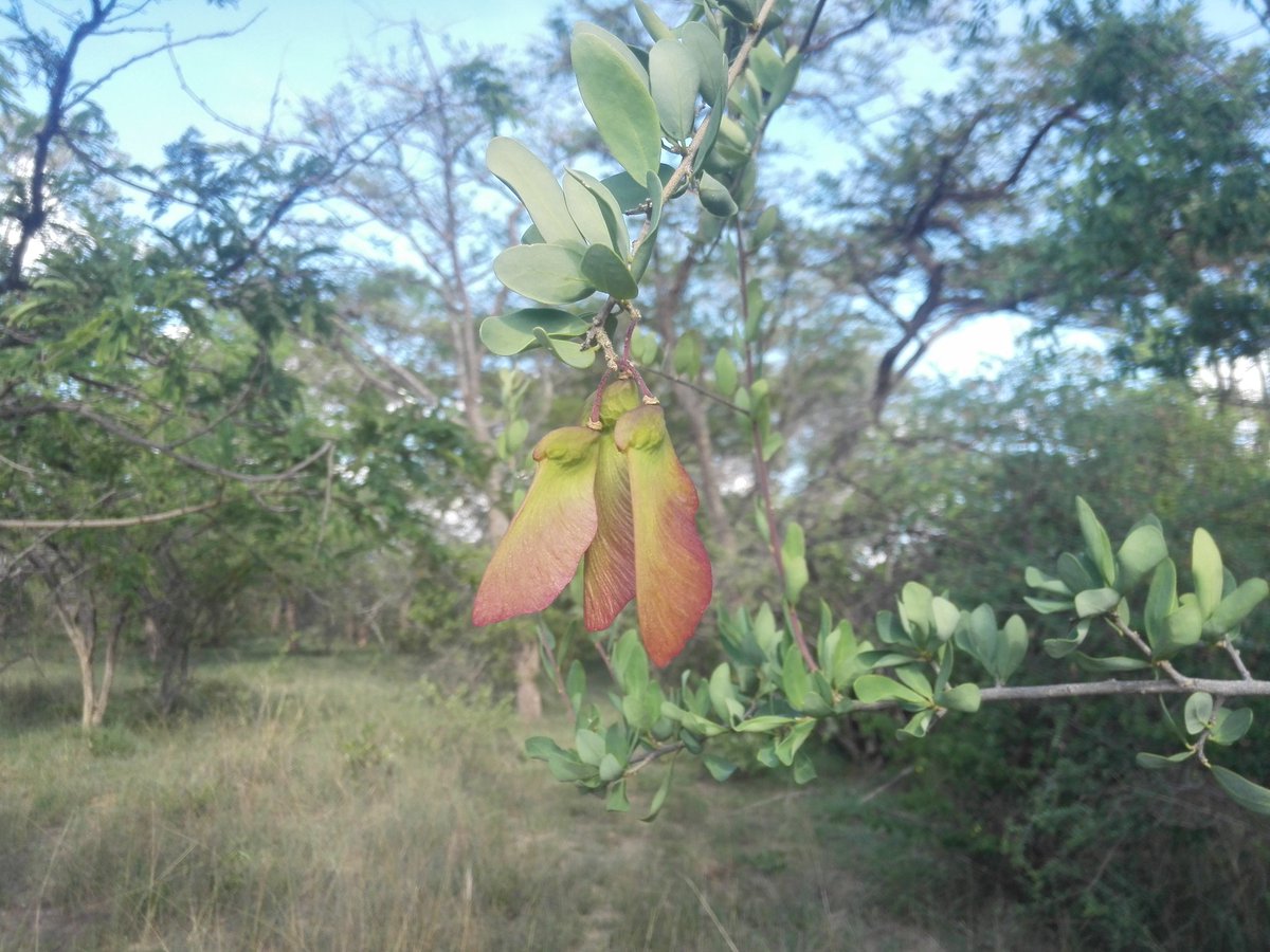 mitimasango's tweet image. Our goal is to restore indigenous tree forests, anything else is a bonus we are willing to celebrate