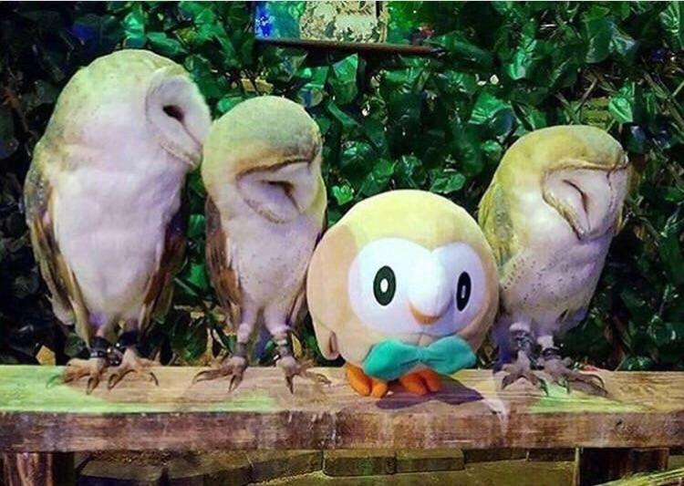 ReviewsPokemon's tweet photo. Day 134: They still suspect nothing. https://t.co/vJmkyZRMz0