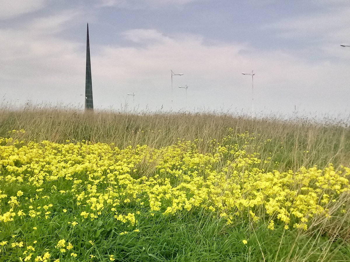 masstres3's tweet image. O campeiro de #Labañou #Milenium #ACoruña xa primaverea. Un recuncho urbano de biodiversidade con vistas á #TorredeHércules e futuro incerto @silcerino @_uxio @corunamola @floragallega @isi_73
