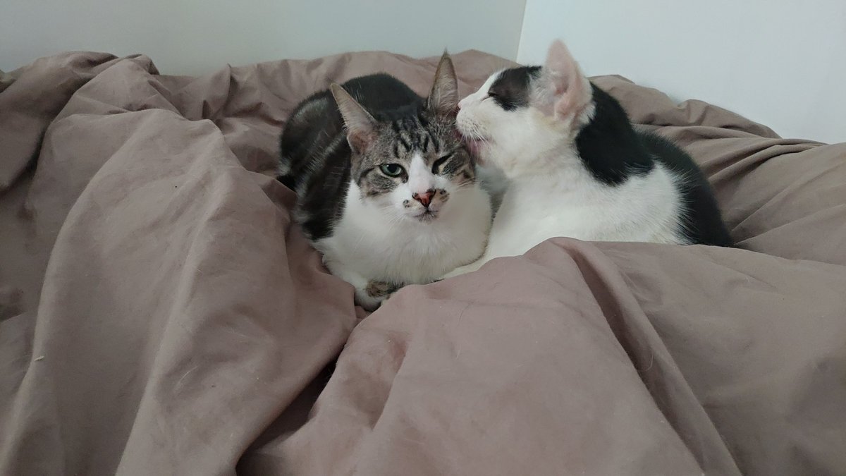 Achorawl 砂漠貓 tweet media