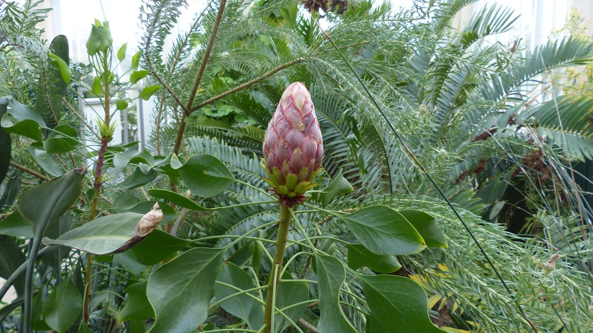 Plant Diversity at UoR tweet media