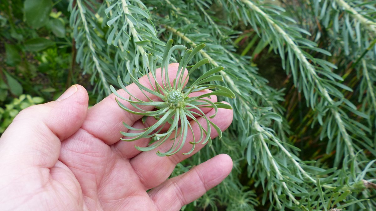 Didn't we have a lovely Proteaceous time the day we went to the new #TemperateHouse <a href="/kewgardens/">KewGardens</a> <a href="/UniofReading/">Uni of Reading</a> <a href="/ReadingBioSci/">UoR BioSci</a> #MScPlDiv <a href="/floodenheim/">Peter Q D Flood</a> <a href="/JAjowele/">Joshua Ajowele</a> <a href="/limeandsage/">Lime Green and Sage</a> <a href="/LyuPinhui/">7口</a> <a href="/george_garnett/">George Garnett</a> <a href="/iamToniiChan/">Tonii-Chan</a> <a href="/drmgoeswild/">Dr M still going wild!</a> #Proteaceae #iamabotanist #wearebotany #plantsarecool